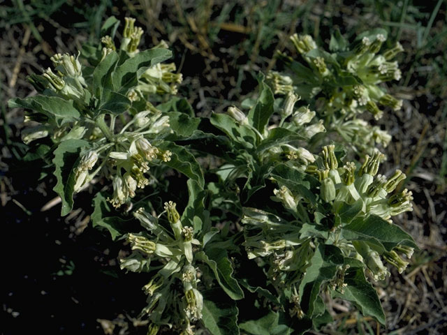 Asclepias oenotheroides (Zizotes milkweed) #1429
