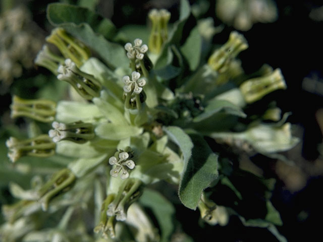 Asclepias oenotheroides (Zizotes milkweed) #1430