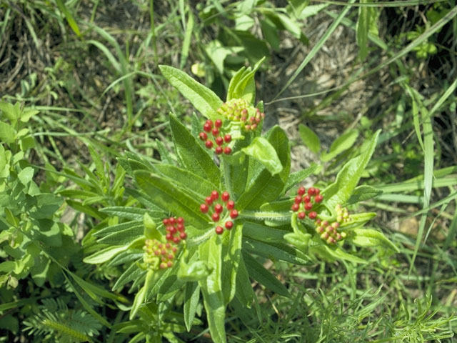 Asclepias tuberosa (Butterflyweed) #1434