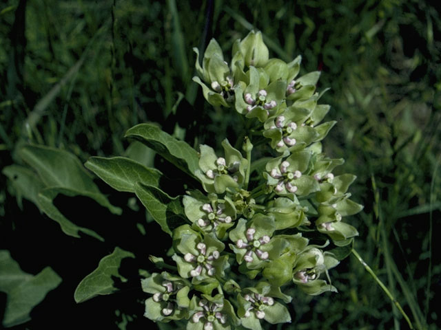 Asclepias viridis (Green milkweed) #1437