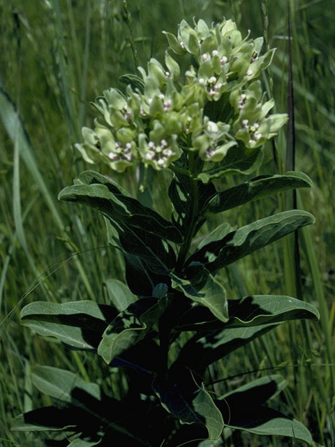 Asclepias viridis (Green milkweed) #1438