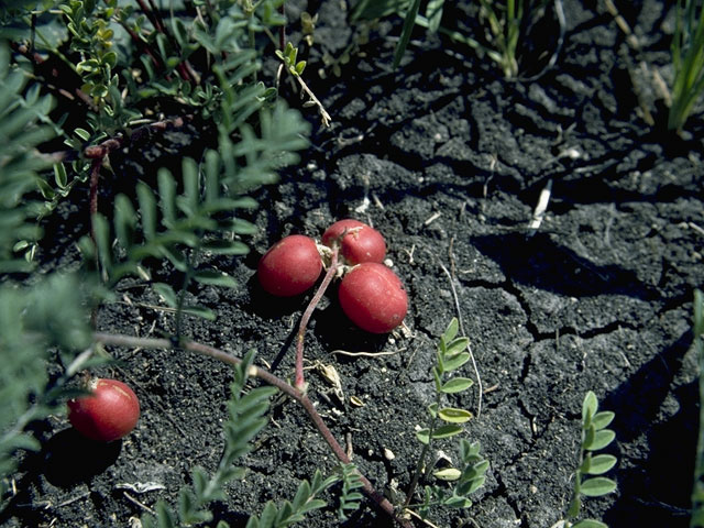 Astragalus crassicarpus (Groundplum milkvetch) #1439