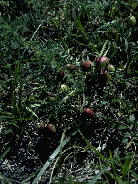 Astragalus crassicarpus (Groundplum milkvetch) #1440