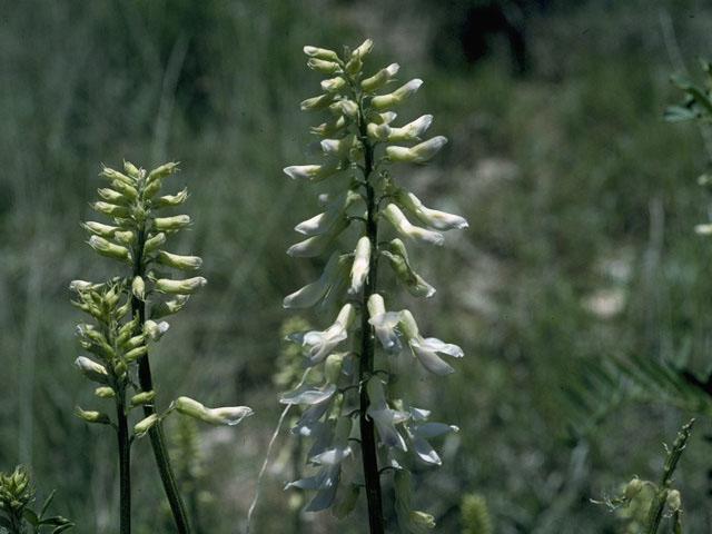 Astragalus racemosus (Cream milkvetch) #1443