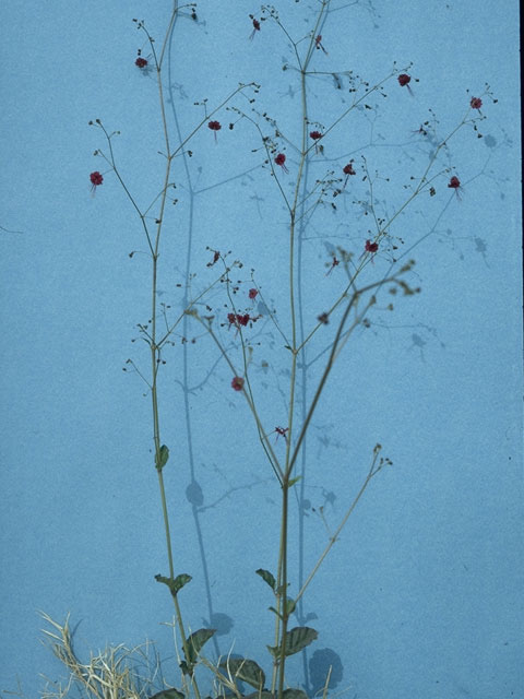 Boerhavia gracillima (Slimstalk spiderling) #1484