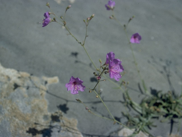 Boerhavia linearifolia (Narrowleaf spiderling) #1487
