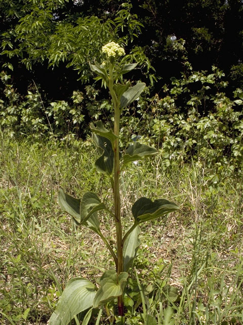 Arnoglossum plantagineum (Groovestem indian plantain) #1498