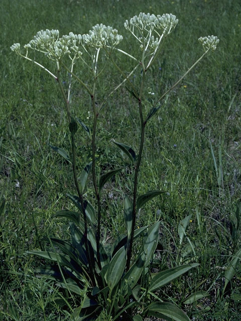 Arnoglossum plantagineum (Groovestem indian plantain) #1500