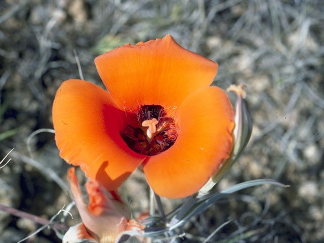 Calochortus kennedyi (Desert mariposa lily) #1505