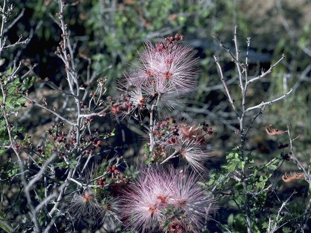 Calliandra eriophylla (Pink fairyduster) #1510