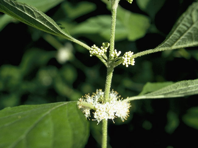Callicarpa americana (American beautyberry ) #1512
