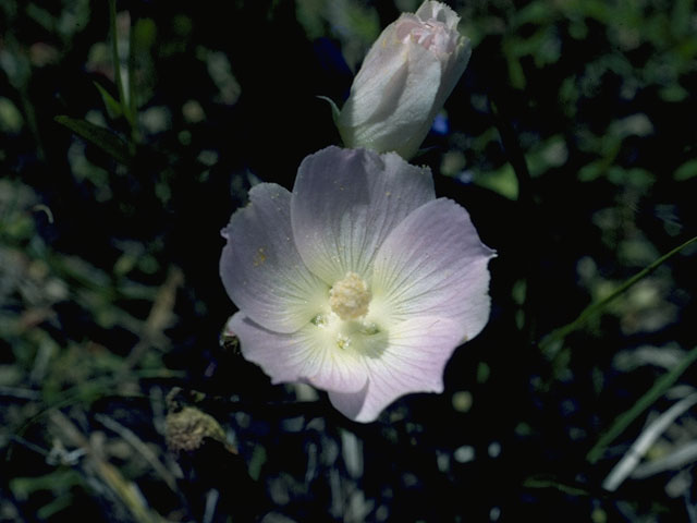 Callirhoe alcaeoides (Light poppymallow) #1523