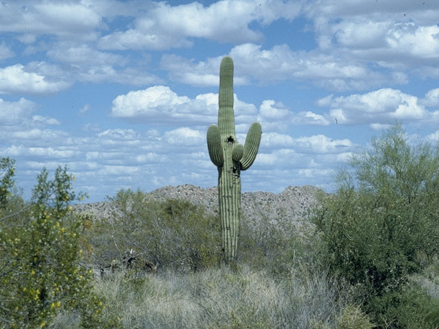 Carnegiea gigantea (Saguaro) #1561