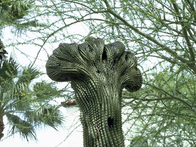 Carnegiea gigantea (Saguaro) #1563