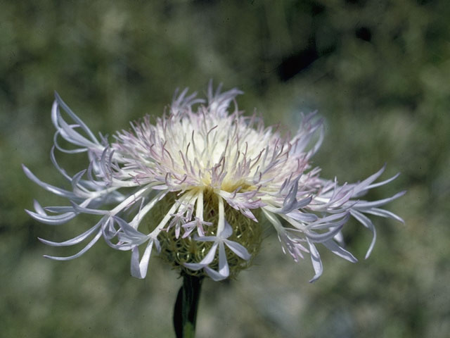 Centaurea americana (American basket-flower) #1599