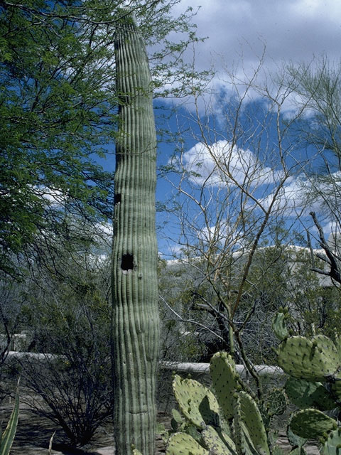 Carnegiea gigantea (Saguaro) #1611