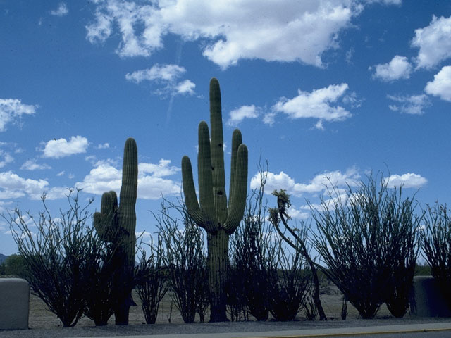 Carnegiea gigantea (Saguaro) #1612