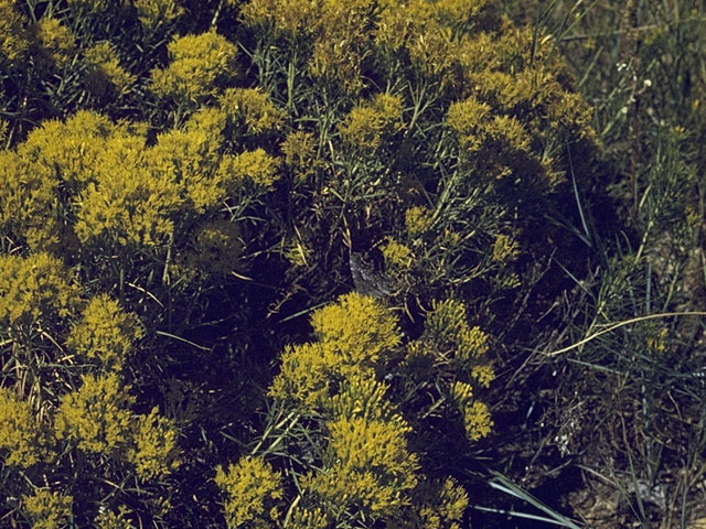 Ericameria nauseosa var. nauseosa (Rubber rabbitbrush) #1627