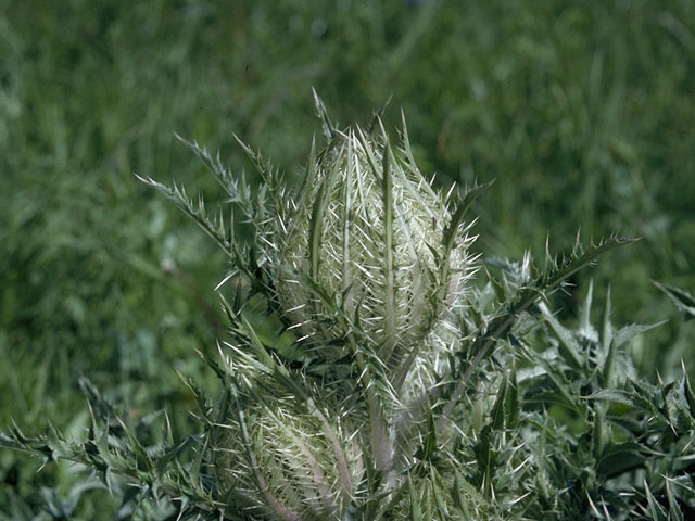 Cirsium horridulum (Bristle thistle) #1635