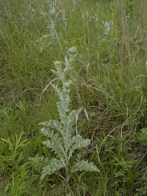 Cirsium undulatum (Wavyleaf thistle) #1649