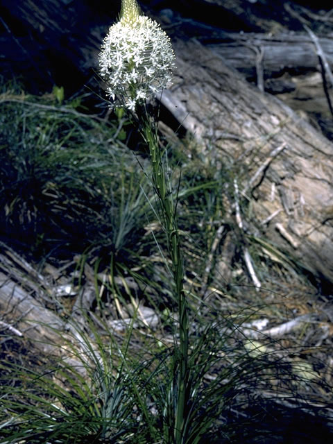 Xerophyllum tenax (Common beargrass) #1669