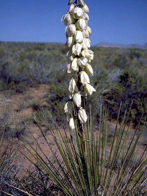 Yucca angustissima (Narrowleaf yucca) #1676