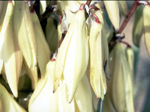 Yucca baccata (Banana yucca) #1679