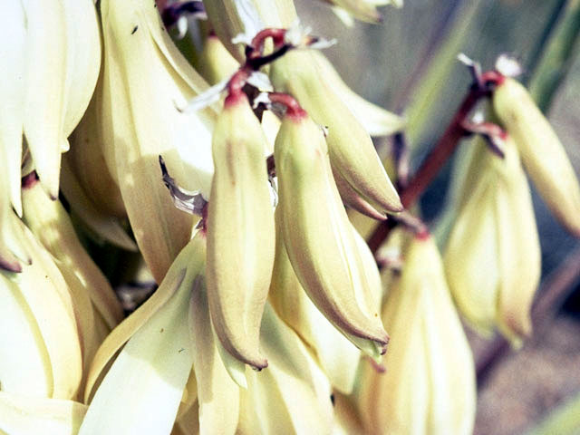 Yucca baccata (Banana yucca) #1680