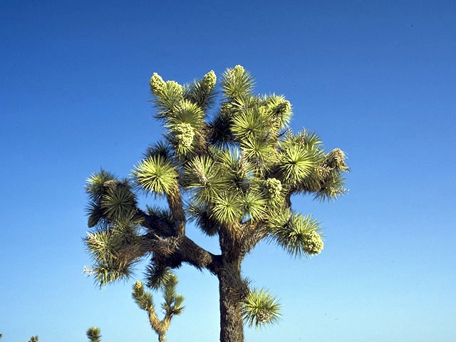 Yucca brevifolia (Joshua tree) #1681