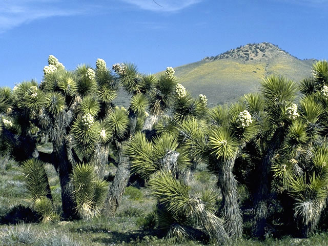 Yucca brevifolia (Joshua tree) #1682