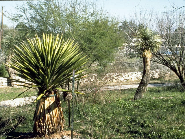 Yucca faxoniana (Faxon yucca) #1688