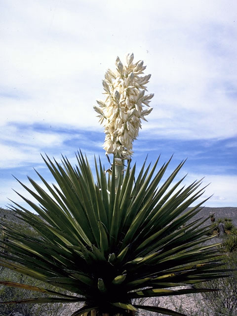 Yucca faxoniana (Faxon yucca) #1689