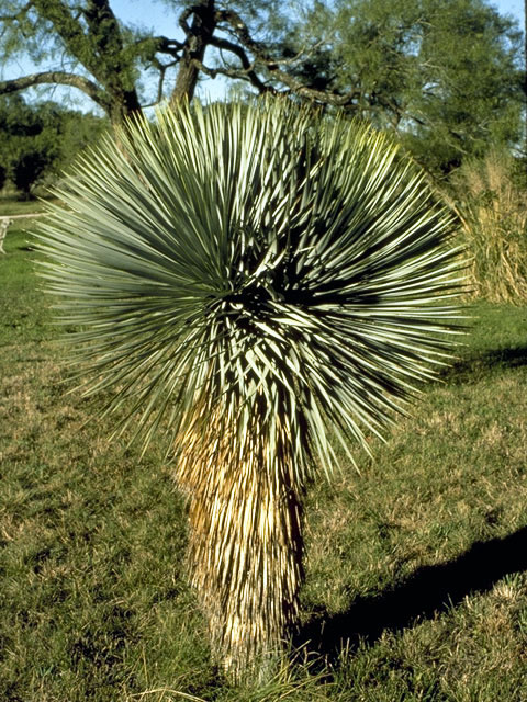 Yucca thompsoniana (Thompson's yucca) #1694