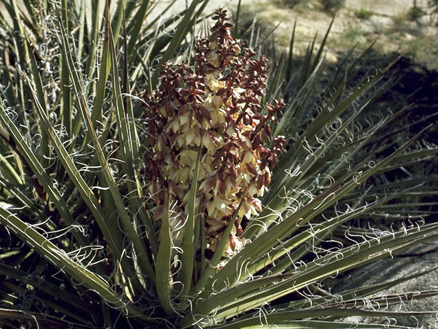 Yucca schidigera (Mojave yucca) #1697
