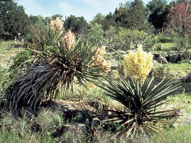 Yucca torreyi (Torrey yucca) #1704