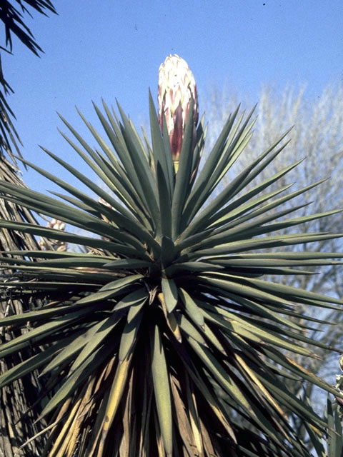 Yucca torreyi (Torrey yucca) #1706