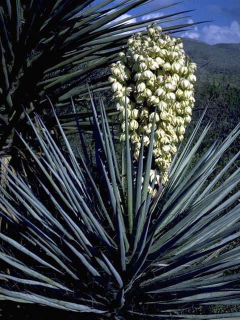 Yucca torreyi (Torrey yucca) #1707