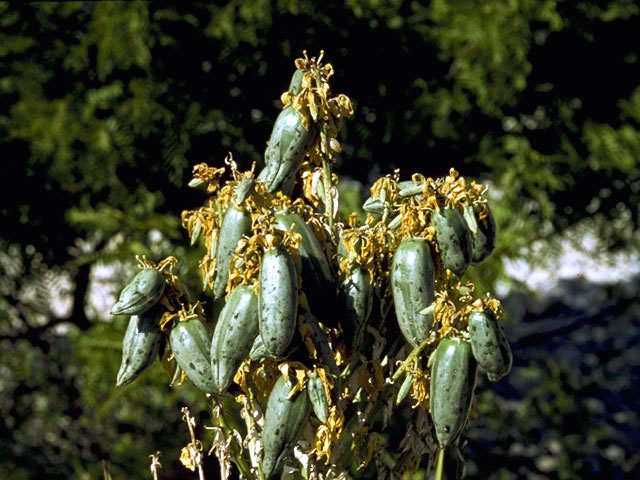 Yucca torreyi (Torrey yucca) #1708