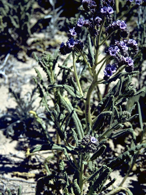 Phacelia integrifolia (Gypsum phacelia) #1759