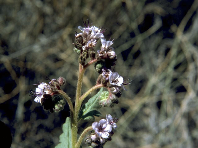 Phacelia robusta (Stout phacelia) #1782