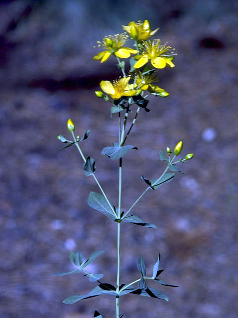 Hypericum frondosum (Cedarglade st. john's-wort) #1806