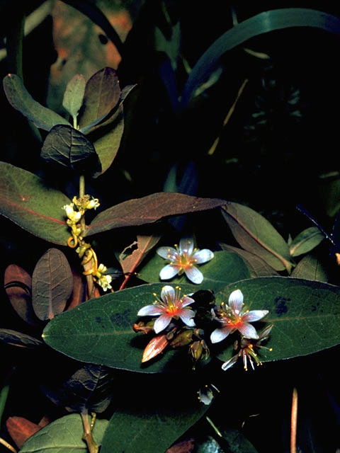 Triadenum virginicum (Virginia marsh st. johnswort) #1818