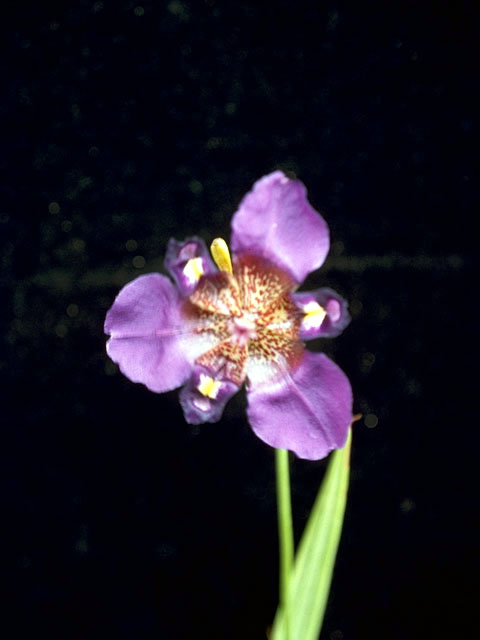Alophia drummondii (Propeller flower) #1824