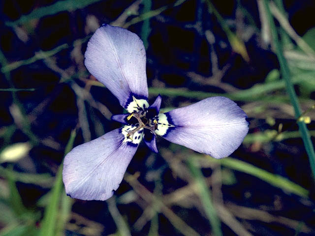 Herbertia lahue (Prairie nymph) #1828