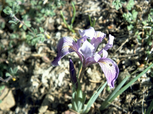 Iris chrysophylla (Yellowleaf iris) #1836