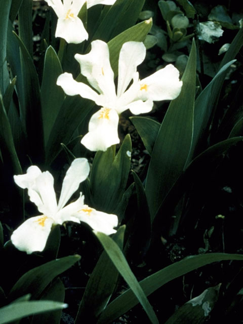 Iris cristata (Dwarf crested iris) #1839