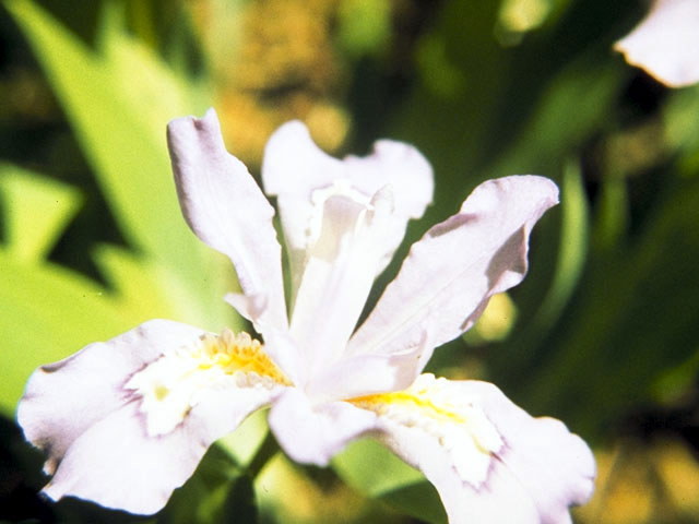Iris cristata (Dwarf crested iris) #1840
