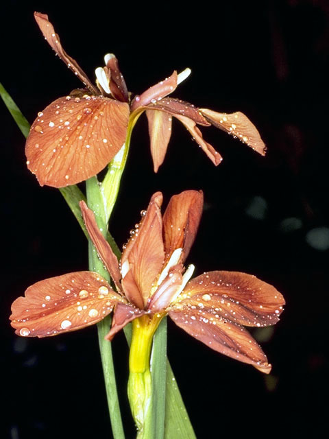 Iris fulva (Copper iris) #1844