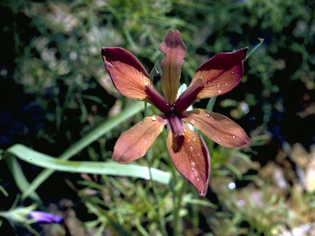 Iris fulva (Copper iris) #1845