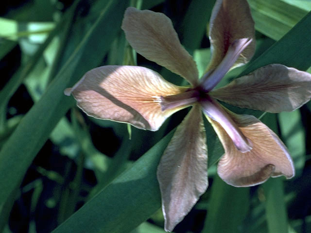 Iris fulva (Copper iris) #1846